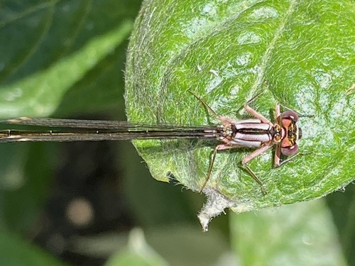 iNaturalist observation photo of Pacific Forktail