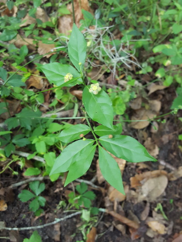 Euonymus americanus