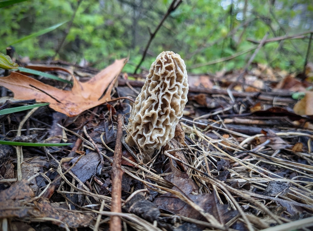 true morels from Mishawaka, IN, USA on April 20, 2021 at 0721 PM by Chandler Sonafrank