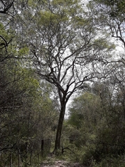 Libidibia paraguariensis