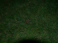 Harpactira hamiltoni