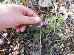 Astragalus distortus