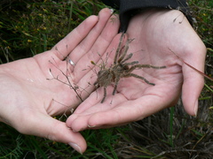 Harpactira hamiltoni