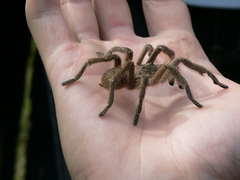 Harpactira hamiltoni