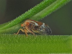 Ophiderma evelyna