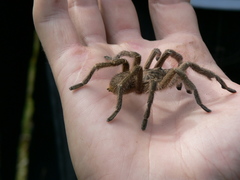 Harpactira hamiltoni