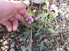 Astragalus distortus