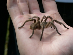 Harpactira hamiltoni