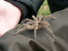 Harpactira hamiltoni