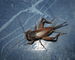 Miogryllus