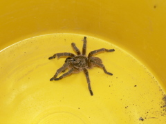 Harpactira hamiltoni