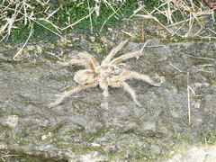 Harpactira hamiltoni