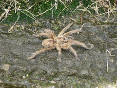 Harpactira hamiltoni