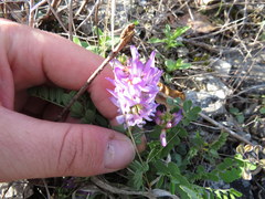 Astragalus distortus