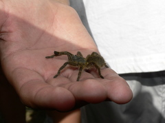 Harpactira hamiltoni