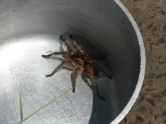 Harpactira hamiltoni