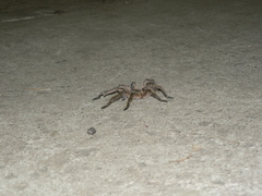 Harpactira hamiltoni