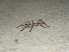 Harpactira hamiltoni