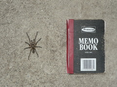 Harpactira hamiltoni