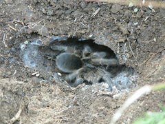 Harpactira hamiltoni