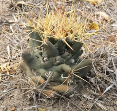 Coryphantha robustispina scheeri