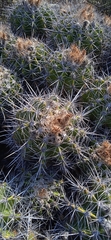 Ferocactus flavovirens