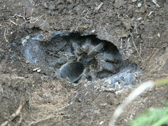 Harpactira hamiltoni