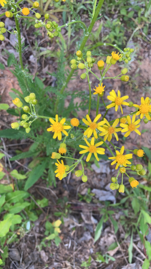 Small's ragwort from Williamson on April 20, 2021 at 07:42 PM by ...