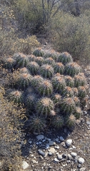 Ferocactus flavovirens