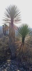 Yucca periculosa