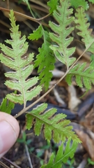 Pteris carsei