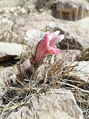 Echinocereus pectinatus rutowiorum