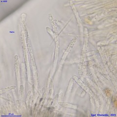 Lachnellula calyciformis