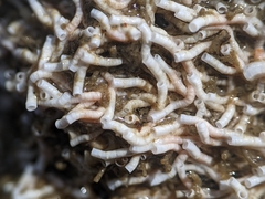 Salmacina tribranchiata