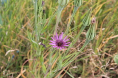 Tragopogon porrifolius