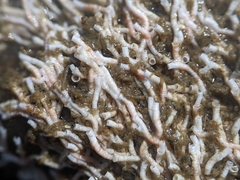 Salmacina tribranchiata