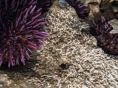 Salmacina tribranchiata