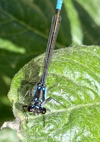 iNaturalist observation photo of Pacific Forktail