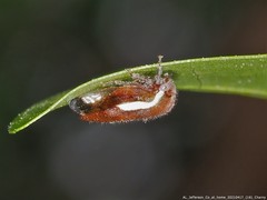 Ophiderma flavicephala