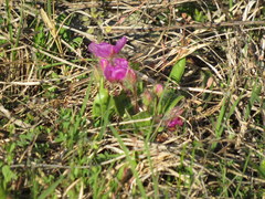 Tradescantia tharpii