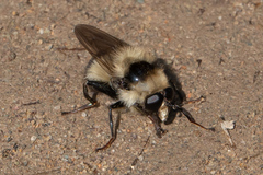 Criorhina