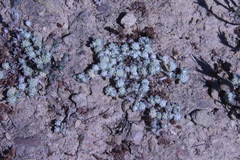 Psilocarphus tenellus