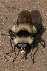 Criorhina