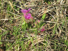 Tradescantia tharpii