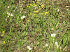 Physaria filiformis