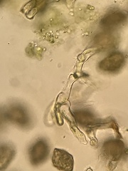Paraphymatoceros pearsonii