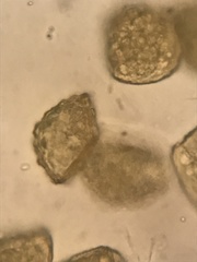 Paraphymatoceros pearsonii