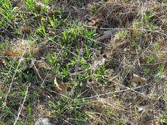 Rudbeckia missouriensis