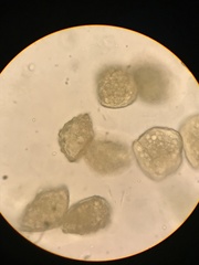 Paraphymatoceros pearsonii