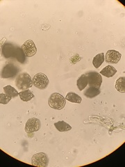 Paraphymatoceros pearsonii